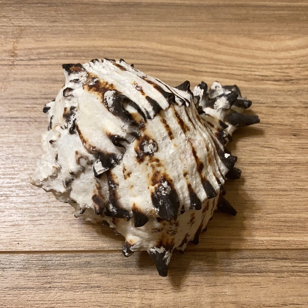 Conch Shell Decor - Picture 2 of 3